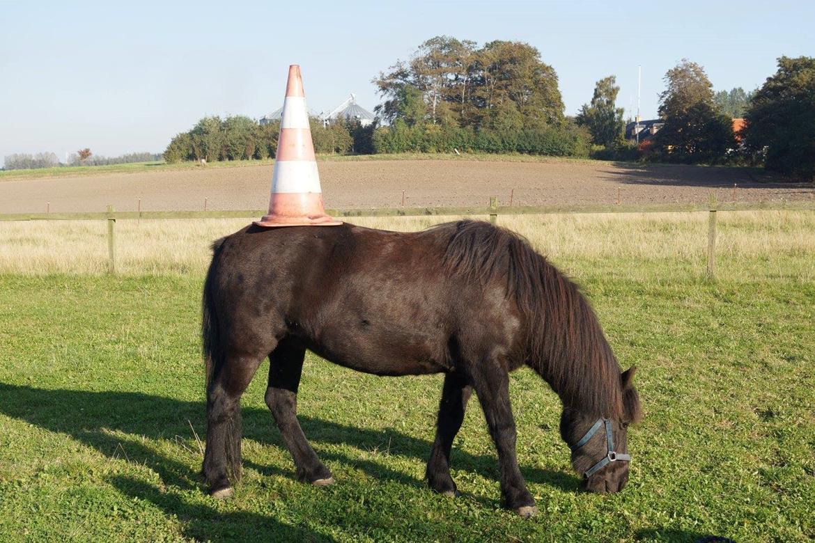 Islænder Hrafndís billede 6