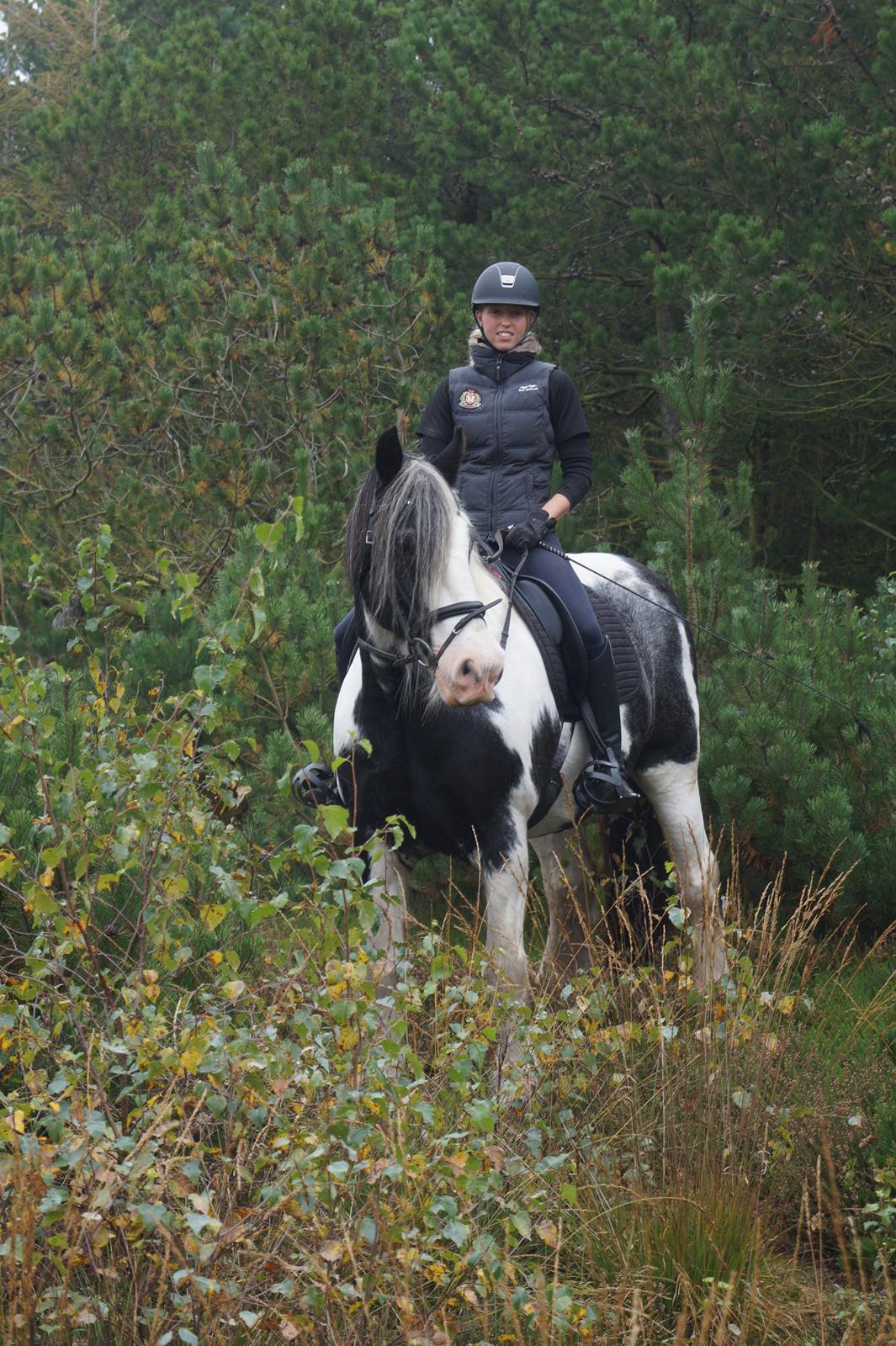 Irish Cob Sultan. **Himmelhest 2020** billede 8