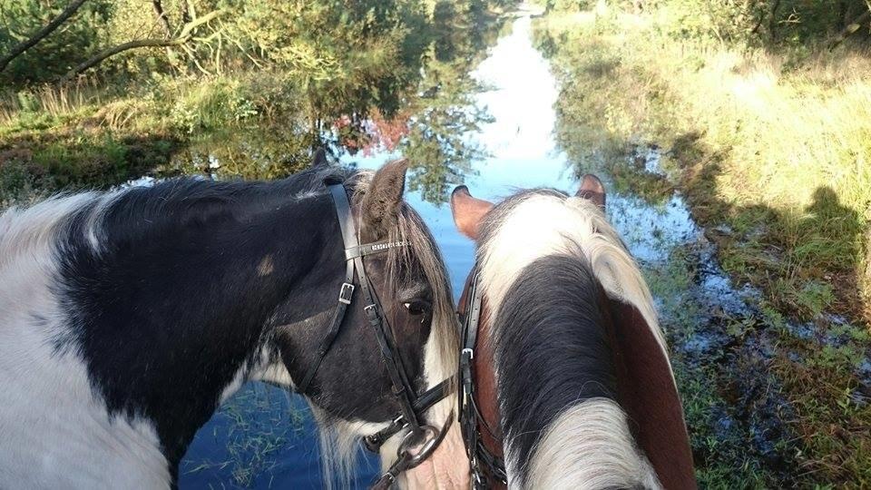 Irish Cob Sultan. **Himmelhest 2020** billede 7