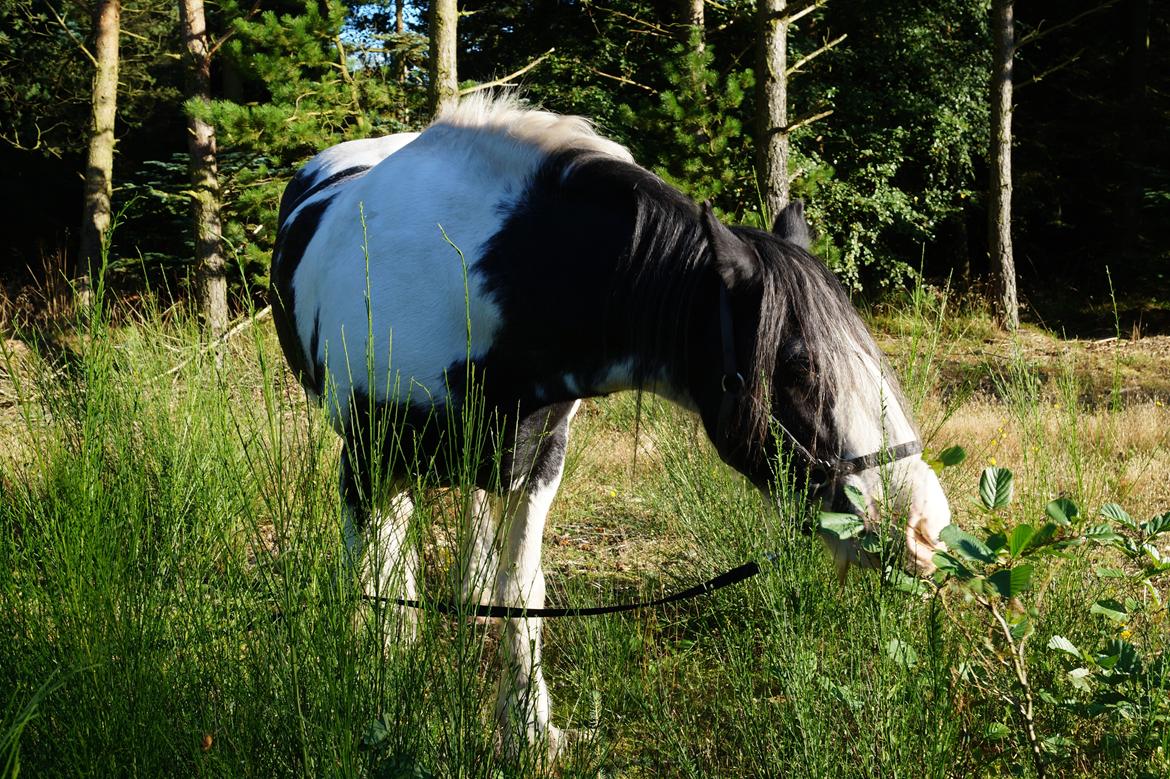 Irish Cob Sultan. **Himmelhest 2020** billede 2