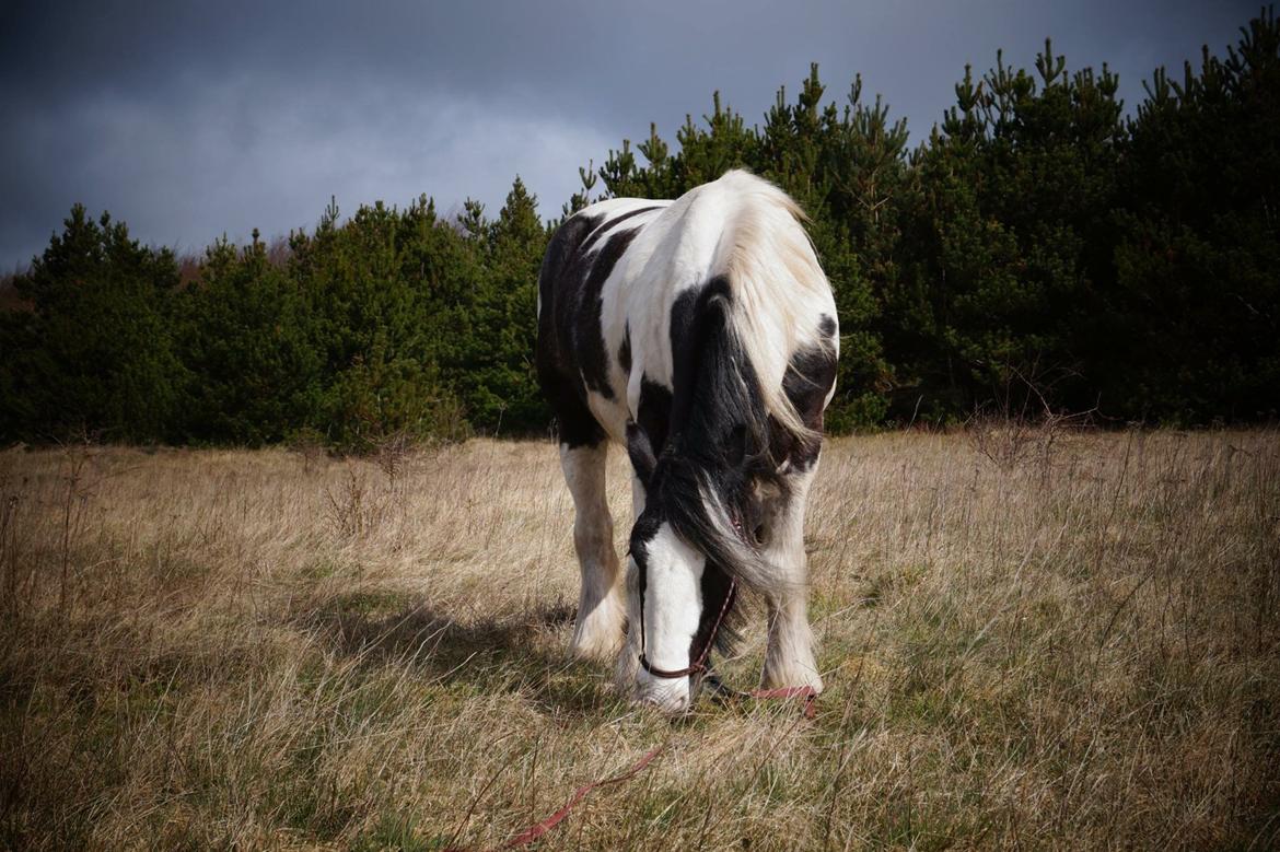 Irish Cob Sultan. **Himmelhest 2020** billede 3