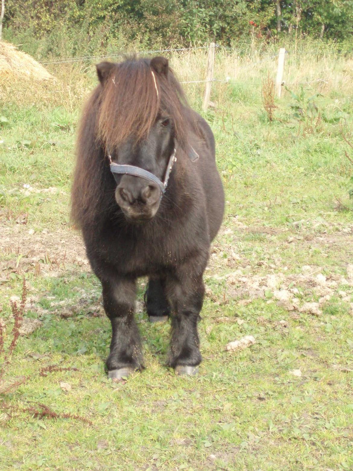 Anden særlig race Buster (Jarl) Sorte ganger - Lille /stor Stabile Buster 5 Oktober billede 1