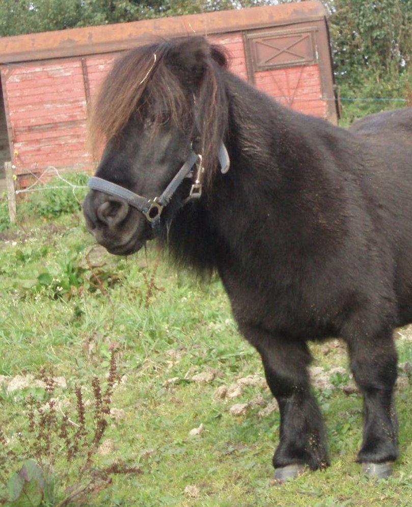 Anden særlig race Buster (Jarl) Sorte ganger - Ophøjet ro og fred billede 5
