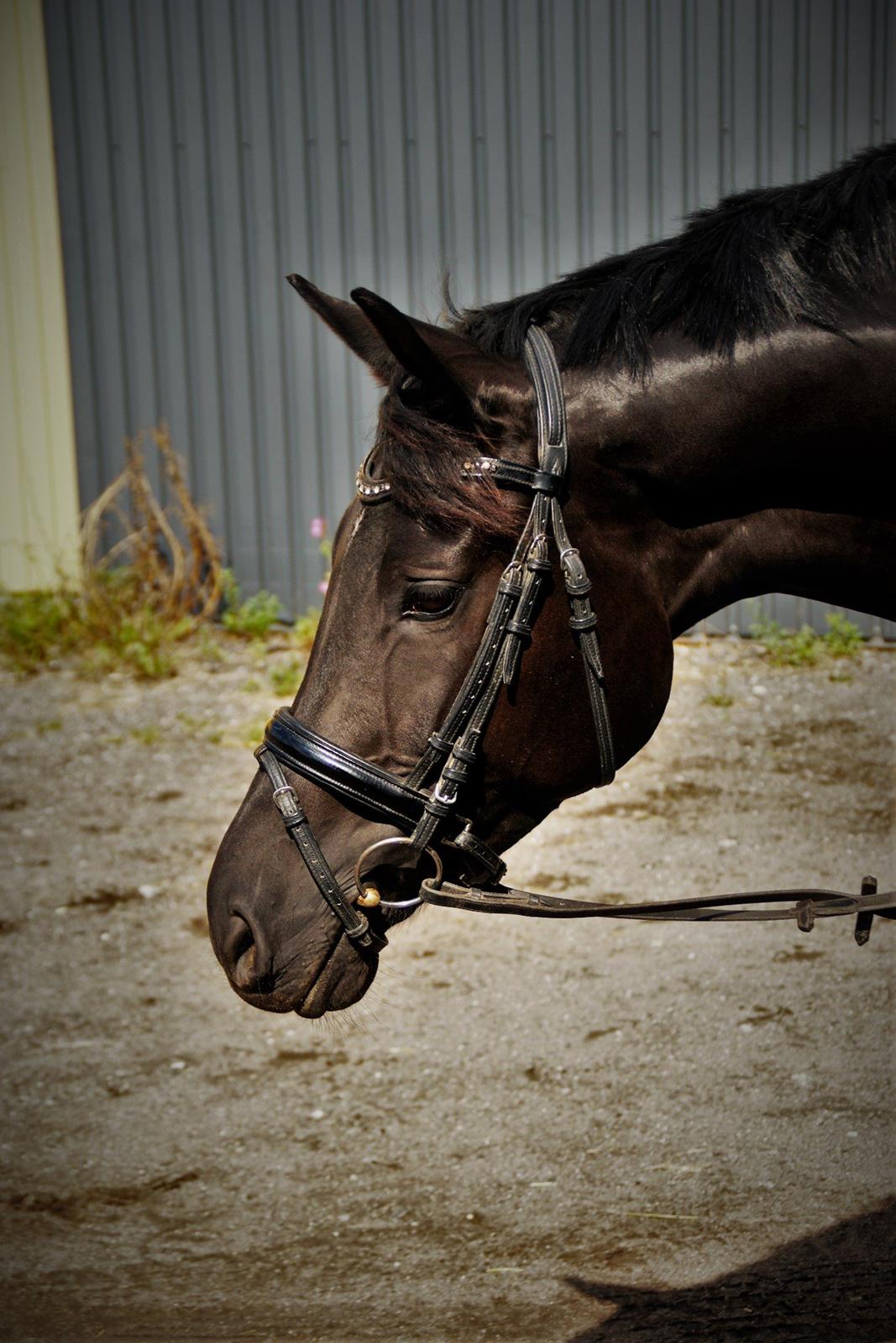 Trakehner | Linduc af Romeo billede 12