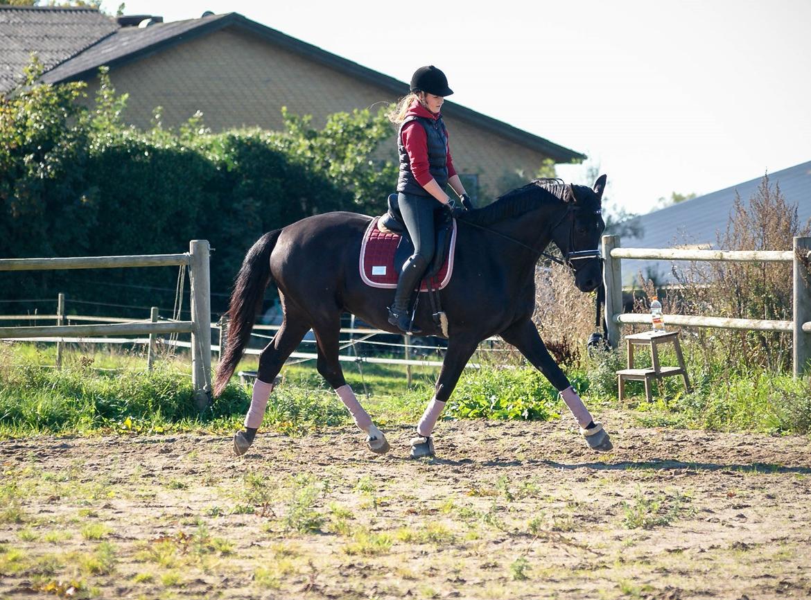 Trakehner | Linduc af Romeo billede 26