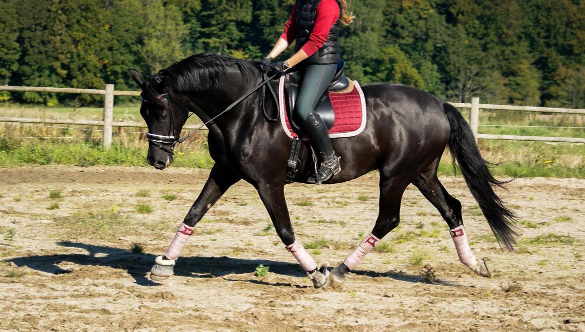 Trakehner | Linduc af Romeo billede 17