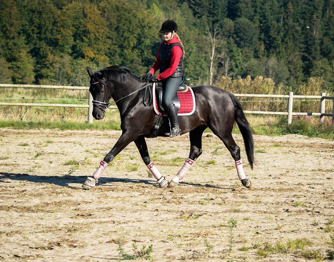 Trakehner | Linduc af Romeo billede 23