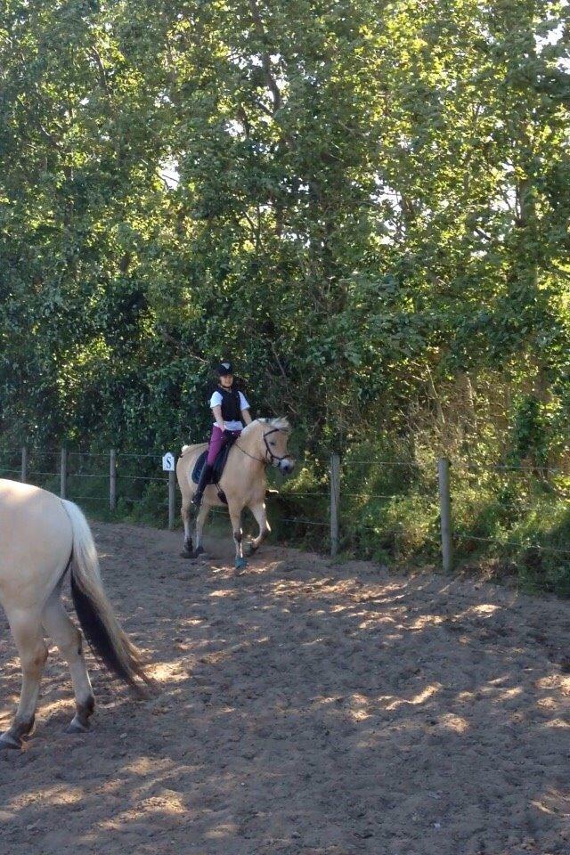 Fjordhest Marquis Løvehjert IT (aka Basse) billede 2