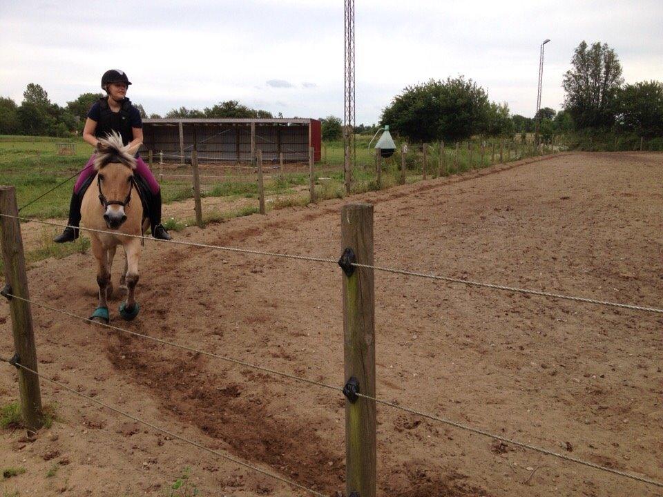 Fjordhest Marquis Løvehjert IT (aka Basse) billede 4