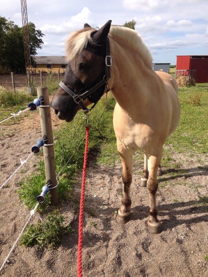 Fjordhest Marquis Løvehjert IT (aka Basse) billede 1
