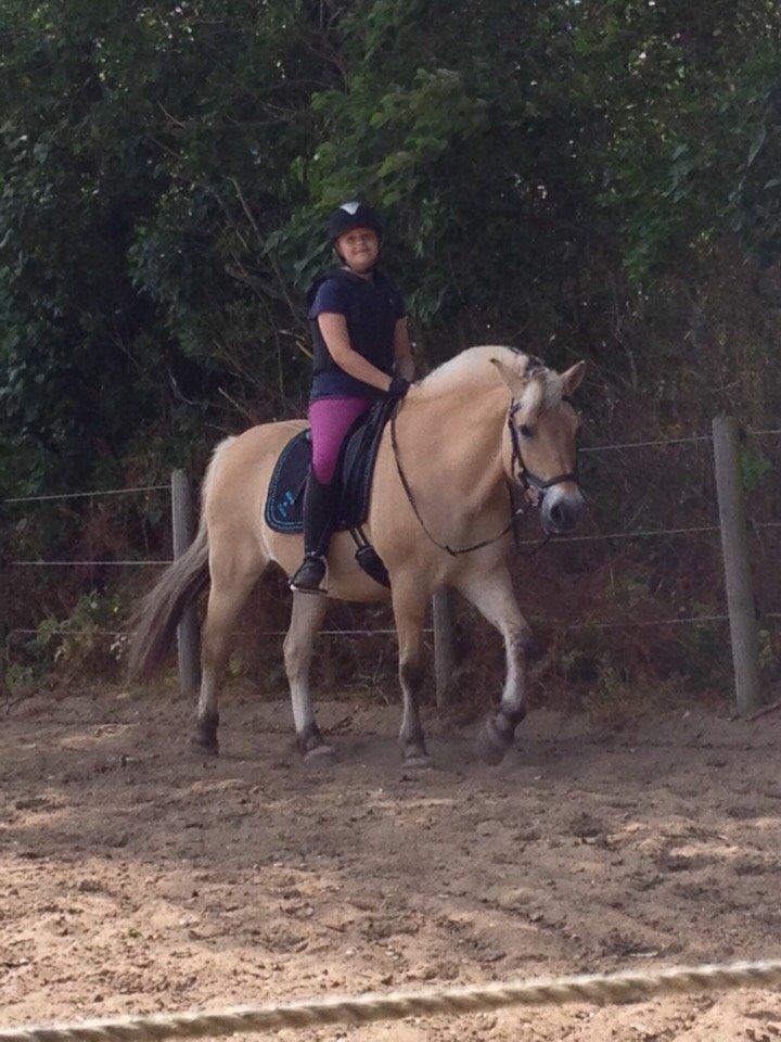 Fjordhest Marquis Løvehjert IT (aka Basse) billede 12