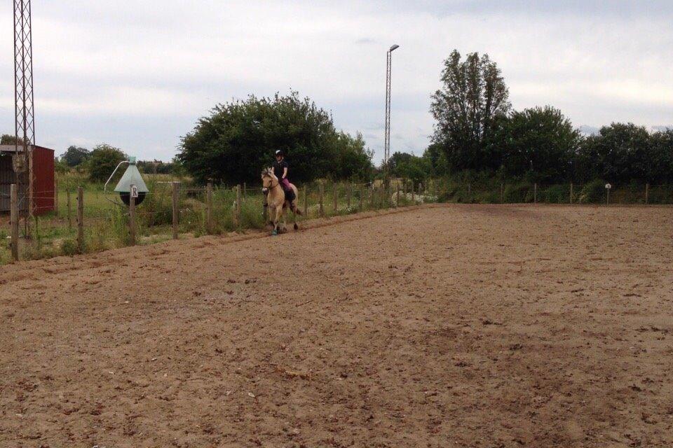 Fjordhest Marquis Løvehjert IT (aka Basse) billede 13