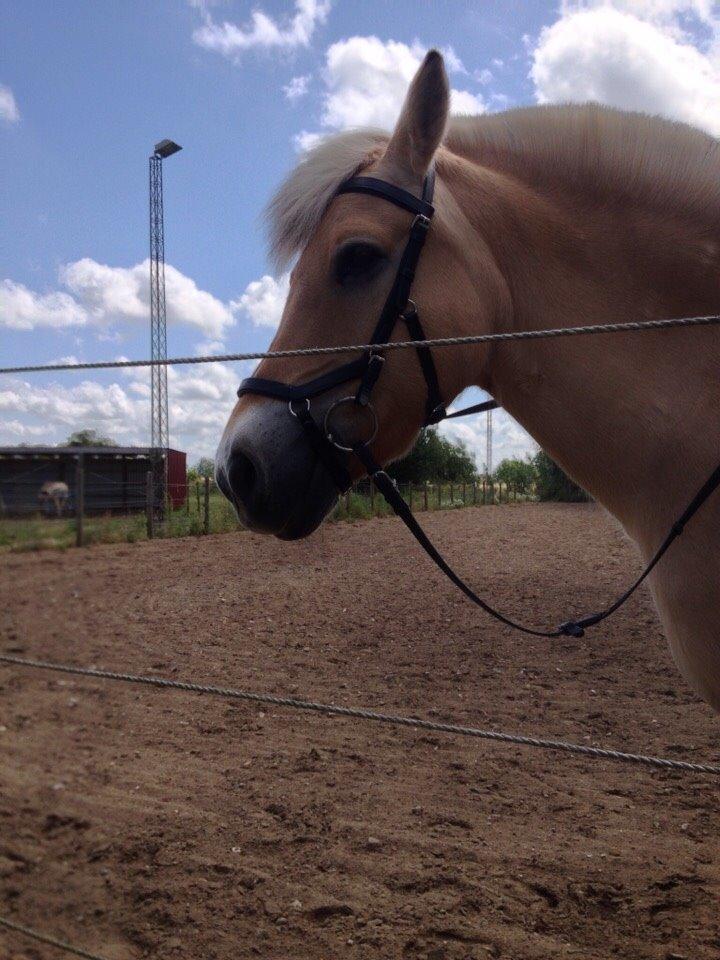 Fjordhest Marquis Løvehjert IT (aka Basse) billede 15