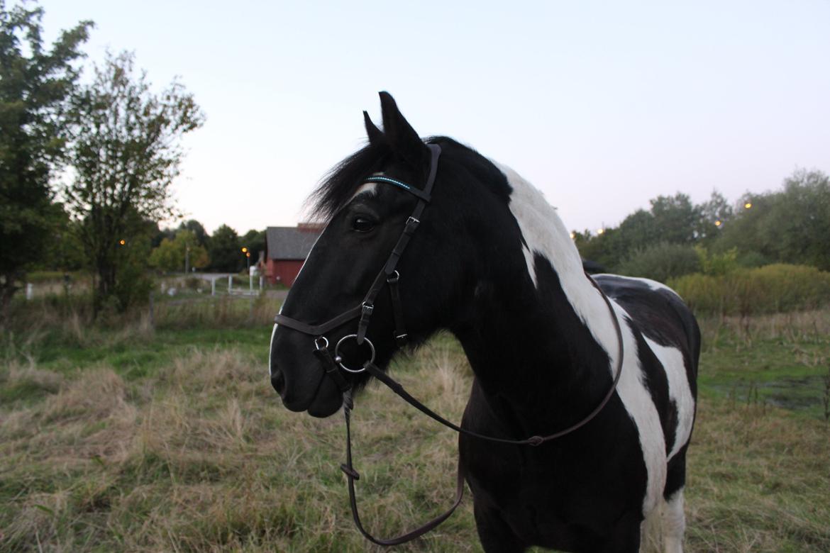 Tinker Charmer billede 17