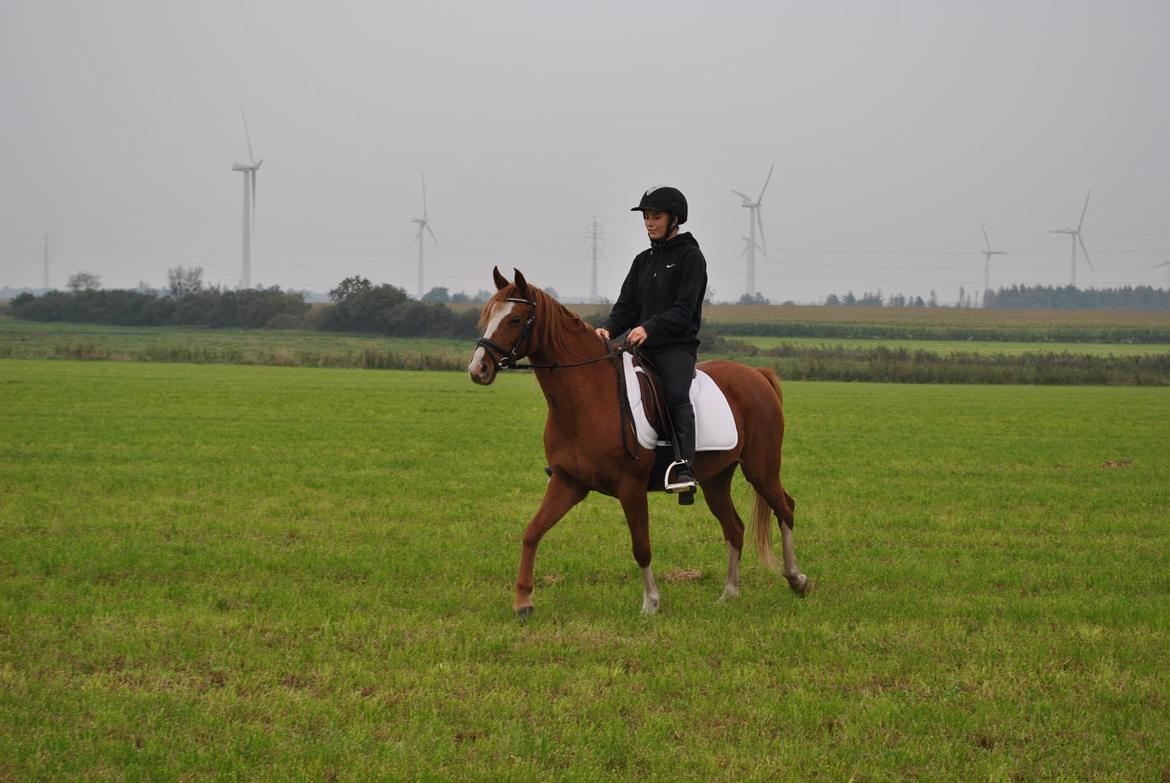 DSP Djuska A Egelykken - 05.10.2015 billede 12