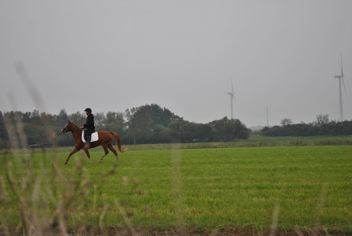 DSP Djuska A Egelykken - 05.10.2015 billede 13