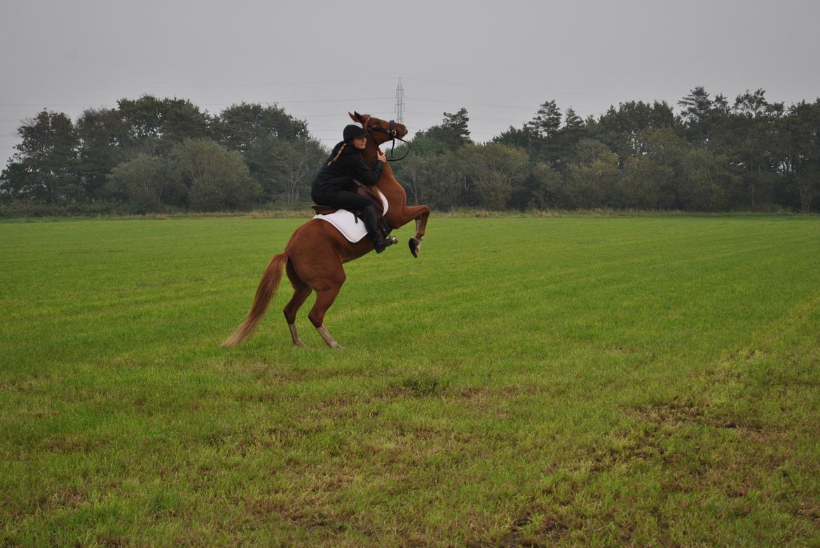 DSP Djuska A Egelykken - 05.10.2015 billede 14