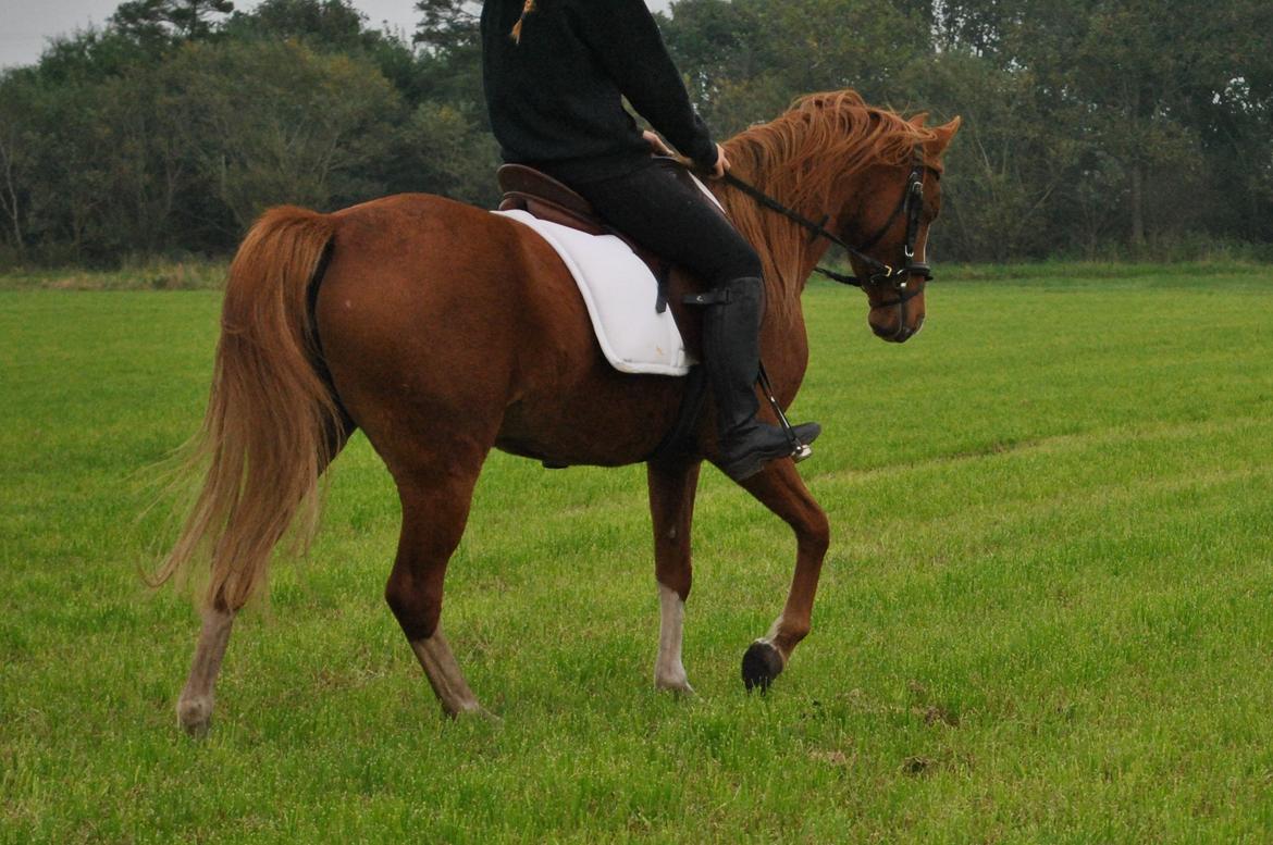 DSP Djuska A Egelykken - 05.10.2015 billede 15