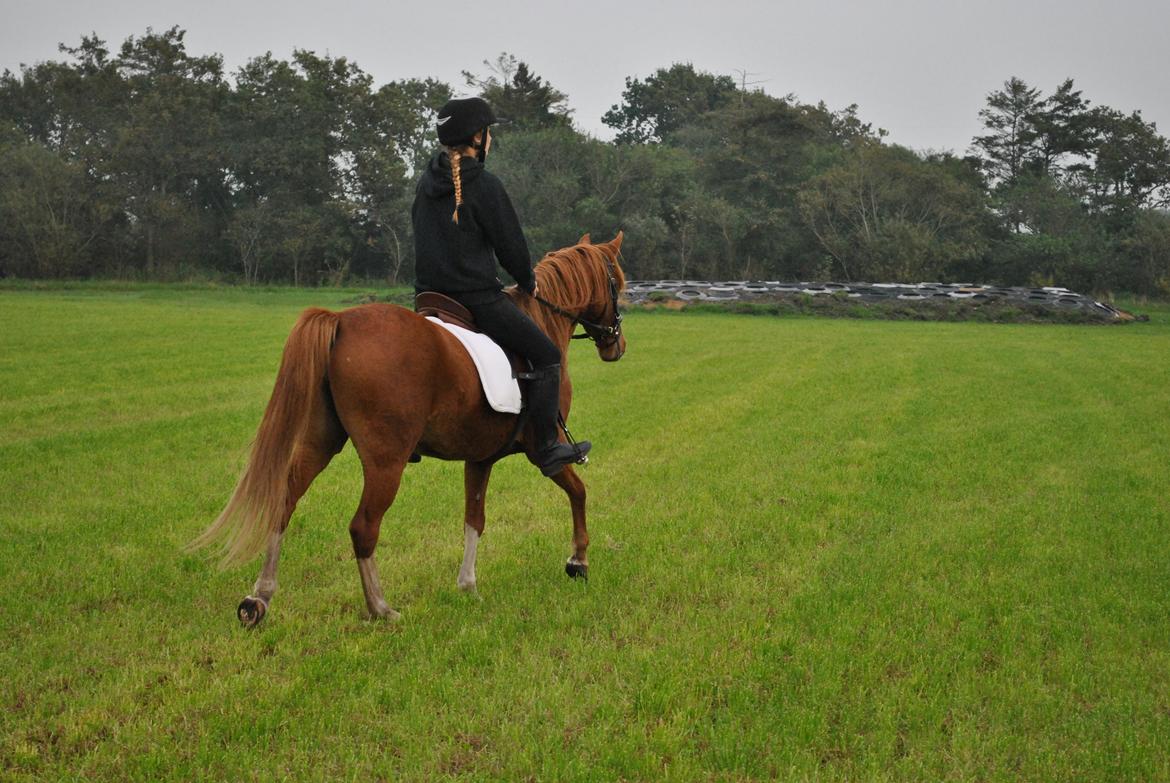 DSP Djuska A Egelykken - 05.10.2015 billede 16