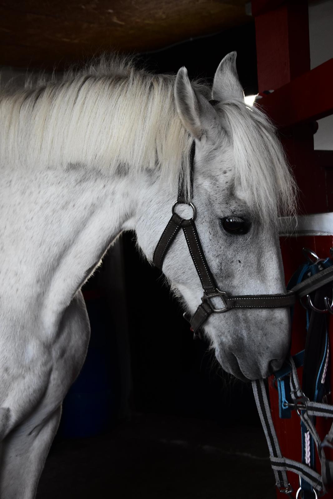 Anden særlig race Fidus billede 7