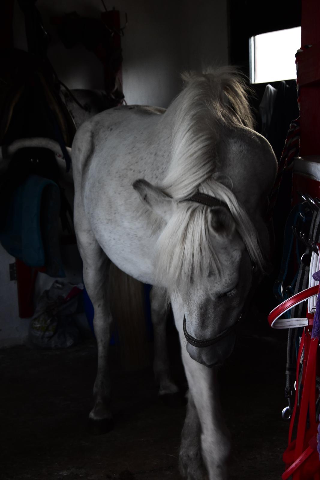 Anden særlig race Fidus billede 6