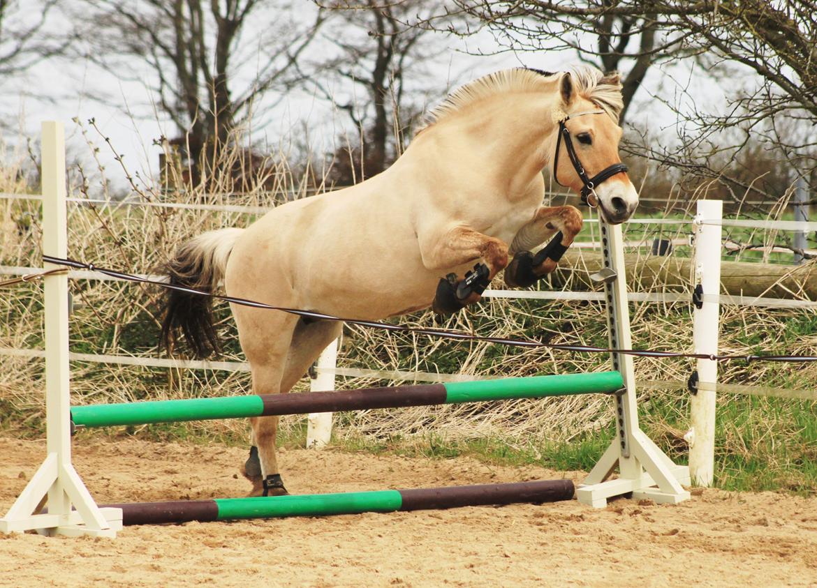 Fjordhest Estel Tidselbjerg billede 12