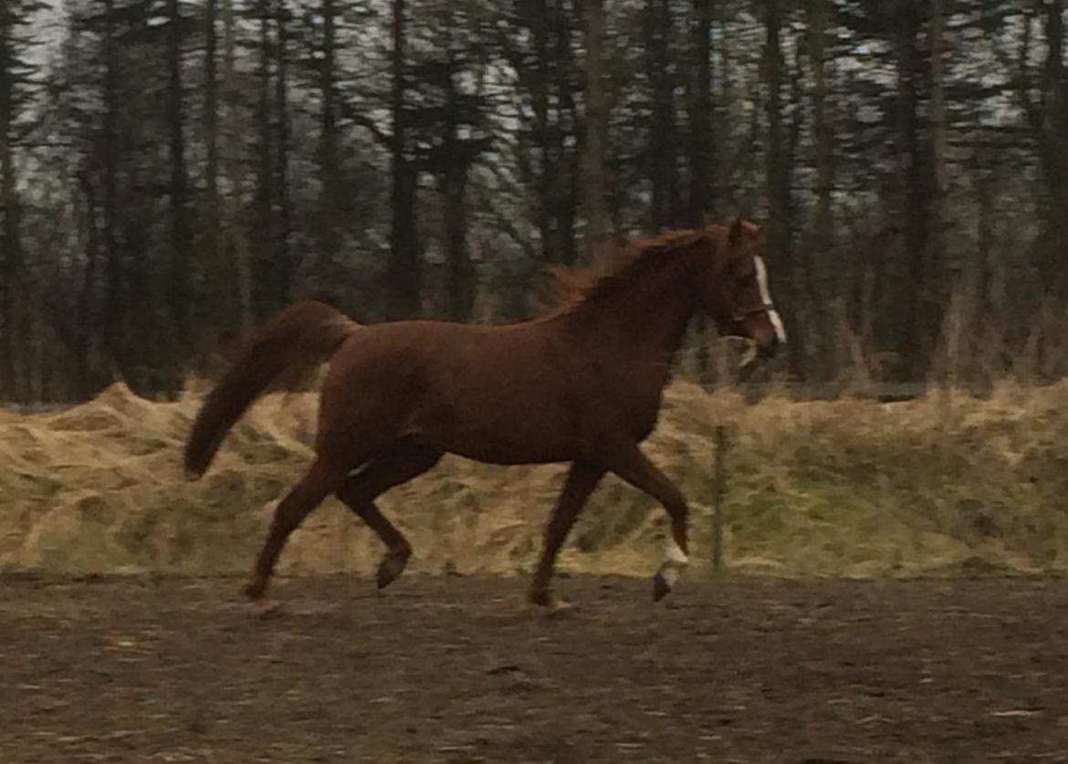 Arabisk fuldblod (OX) Al Shamah billede 18