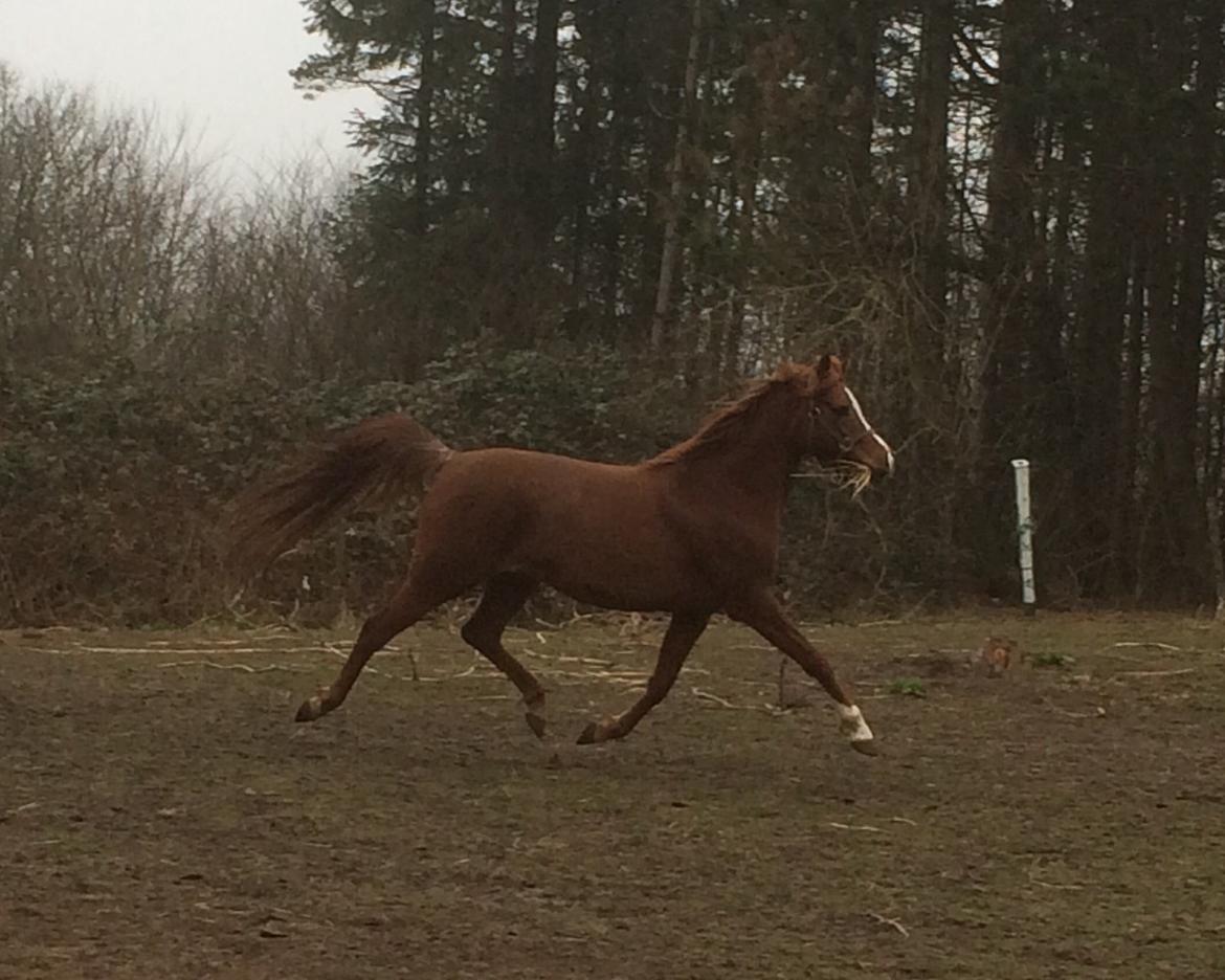 Arabisk fuldblod (OX) Al Shamah billede 19