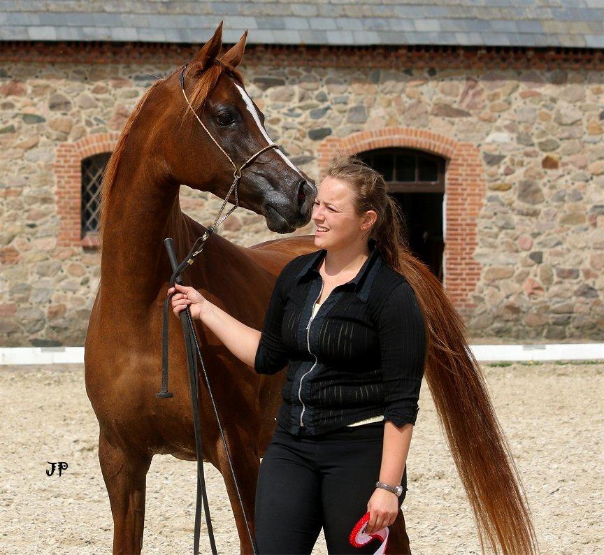 Arabisk fuldblod (OX) Al Shamah billede 12