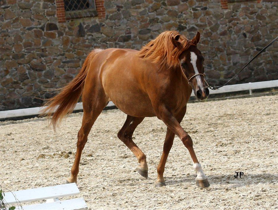 Arabisk fuldblod (OX) Al Shamah billede 13