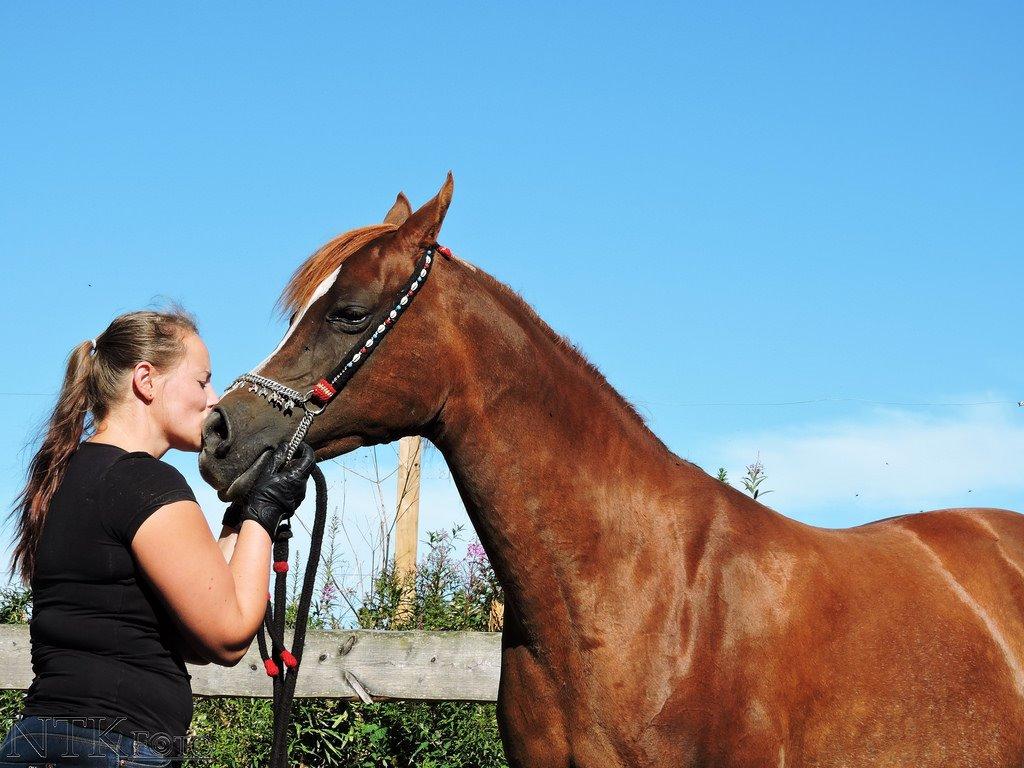 Arabisk fuldblod (OX) Al Shamah billede 14