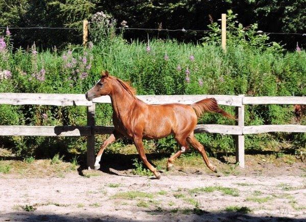 Arabisk fuldblod (OX) Al Shamah billede 15