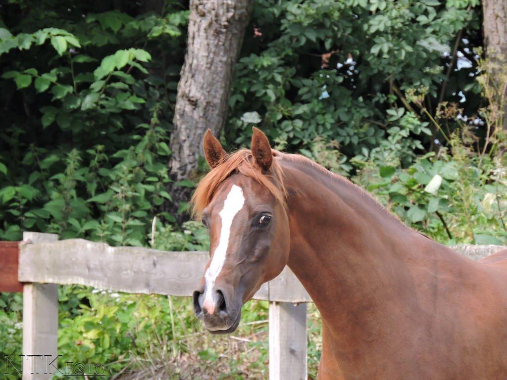 Arabisk fuldblod (OX) Al Shamah billede 11