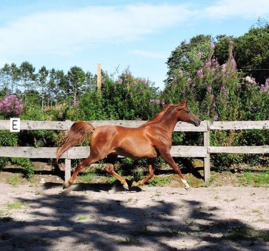 Arabisk fuldblod (OX) Al Shamah billede 16