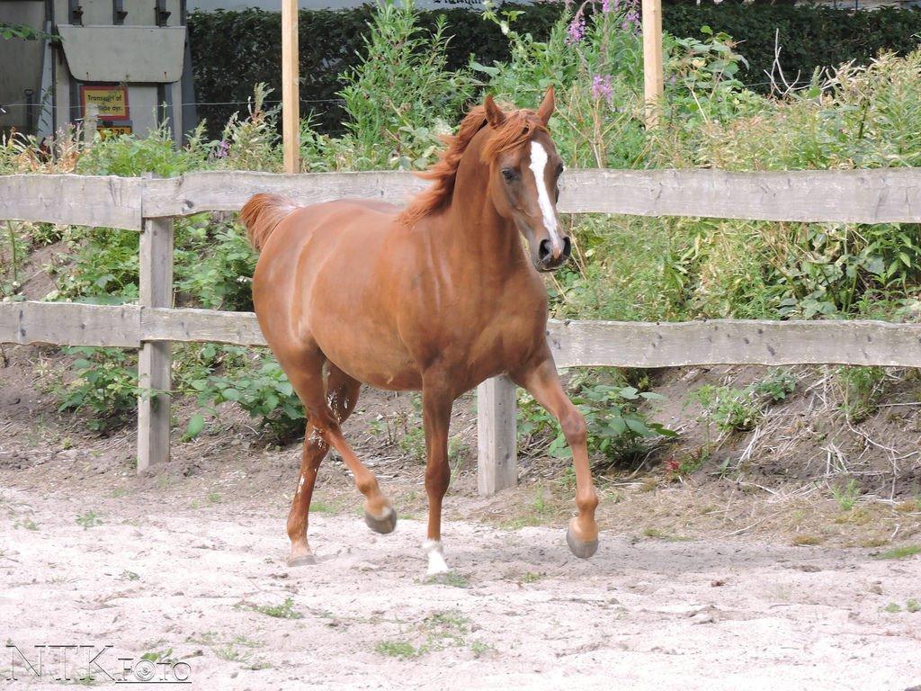 Arabisk fuldblod (OX) Al Shamah billede 20