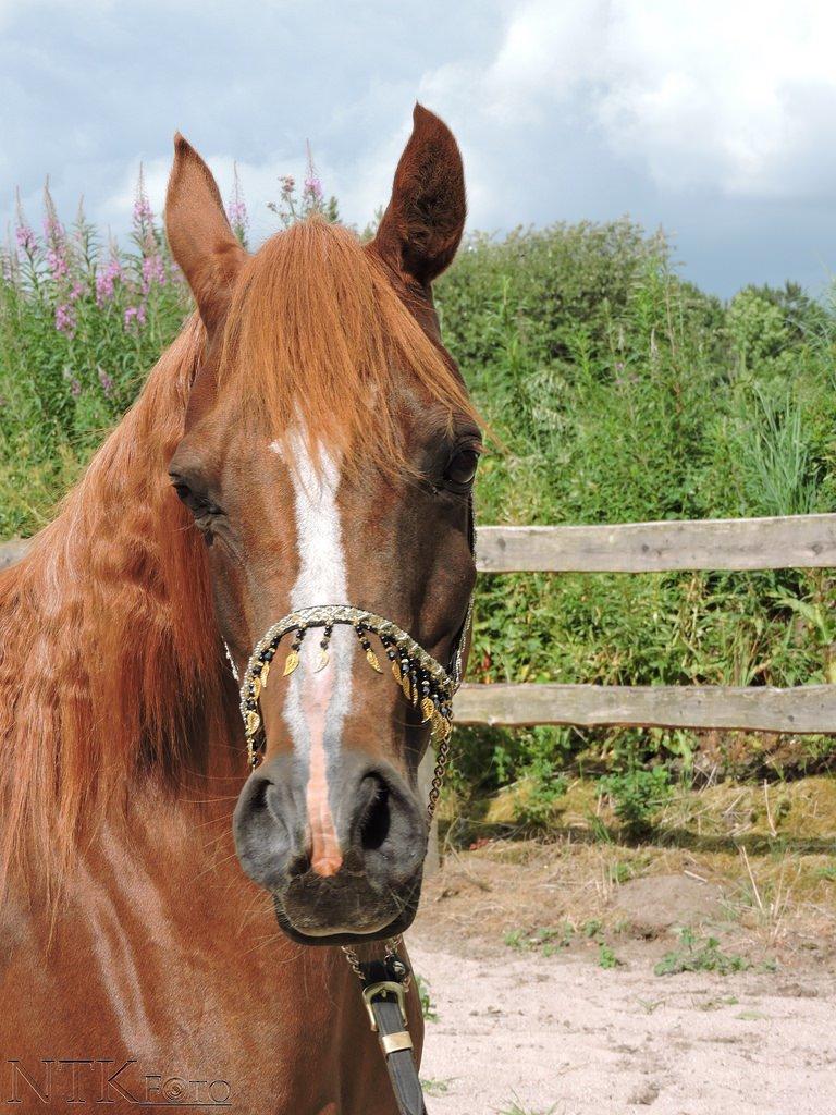 Arabisk fuldblod (OX) Al Shamah billede 17