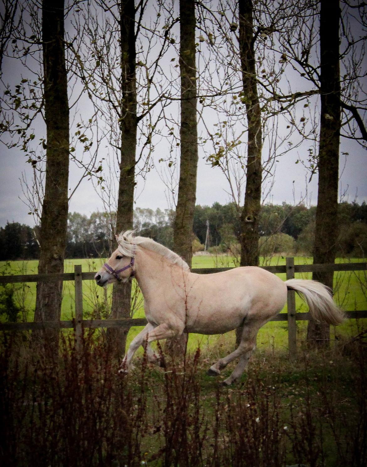 Fjordhest Oyvind møldrup - Ollie sammen med min venindes pinto hingst :) 6/10-15 billede 9