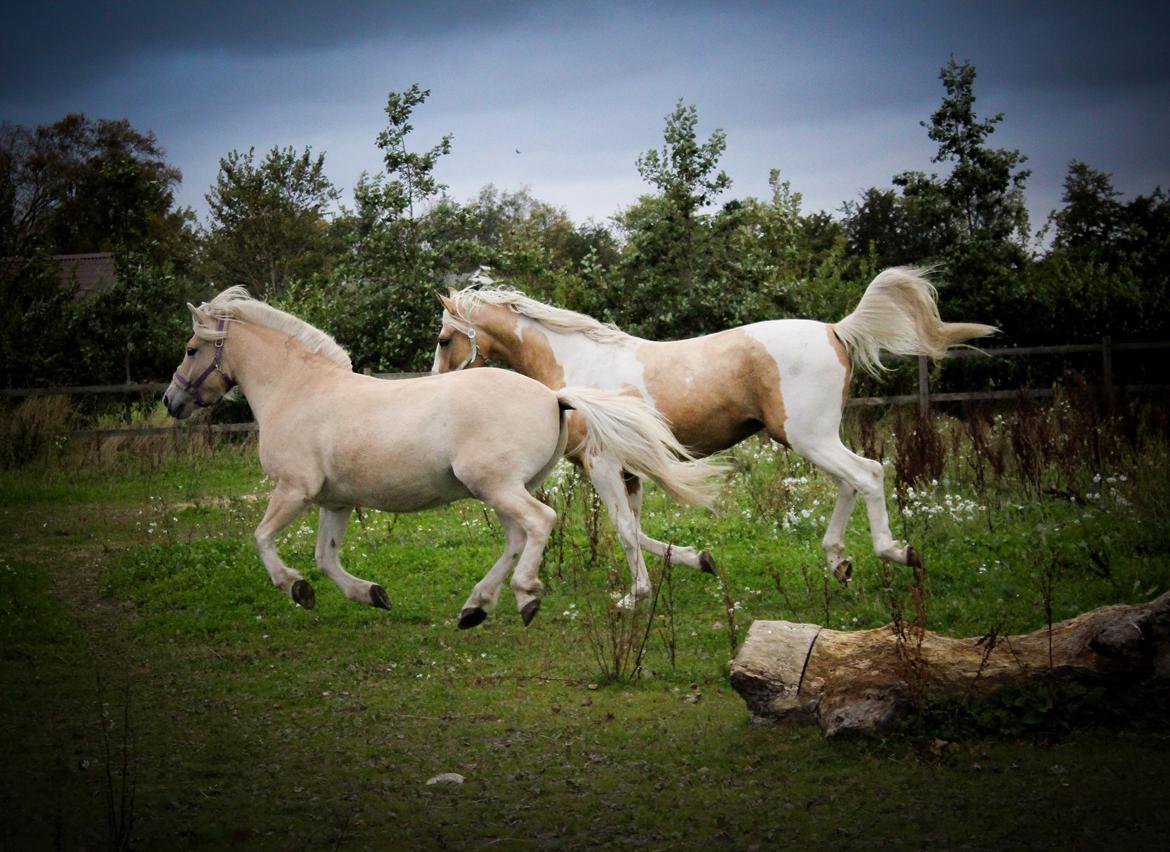 Fjordhest Oyvind møldrup - Ollie sammen med min venindes pinto hingst :) 6/10-15 billede 8