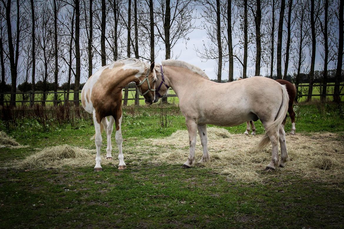 Fjordhest Oyvind møldrup - Ollie sammen med min venindes pinto hingst :) 6/10-15 billede 7