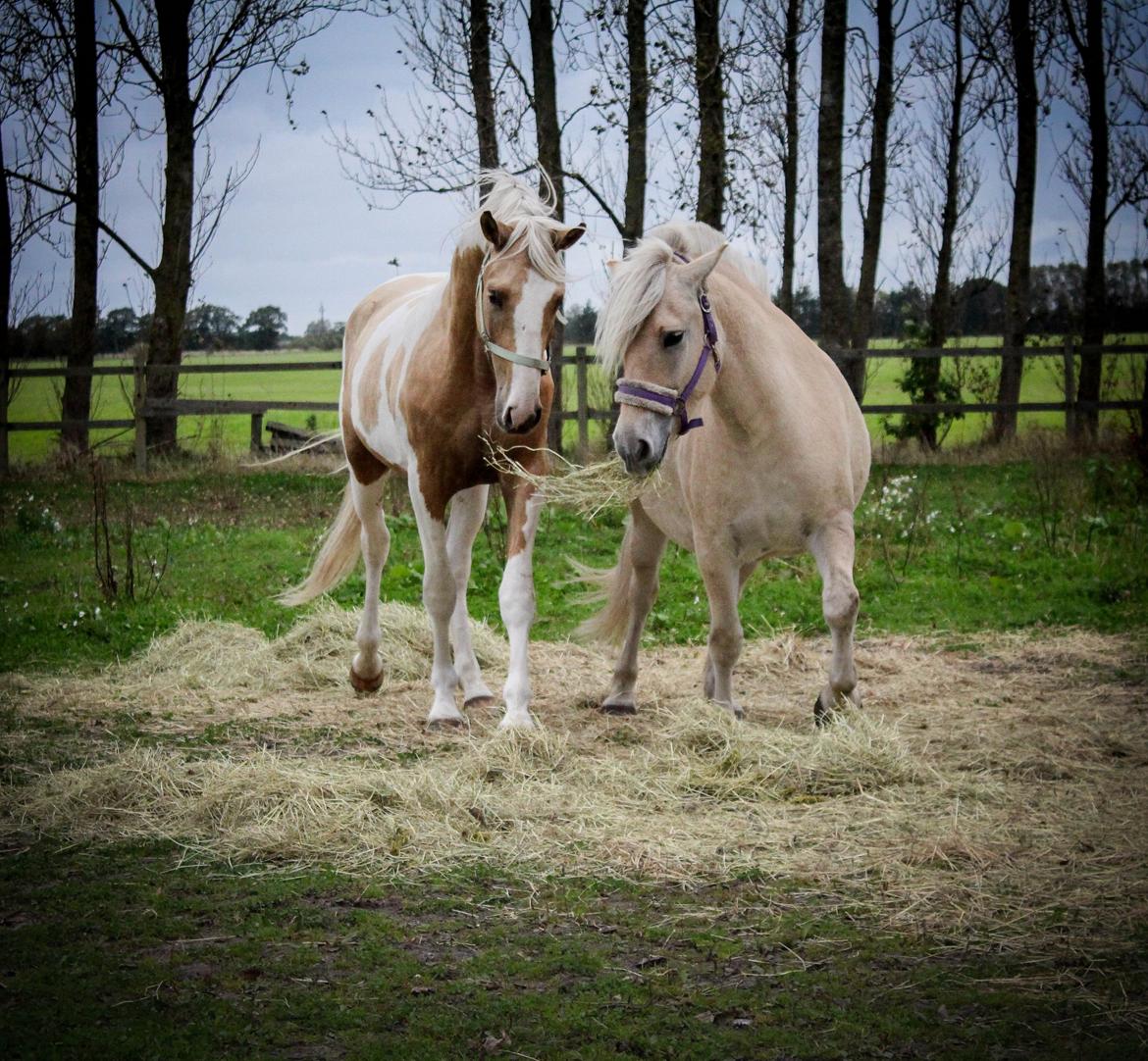 Fjordhest Oyvind møldrup - Ollie sammen med min venindes pinto hingst :) 6/10-15 billede 6