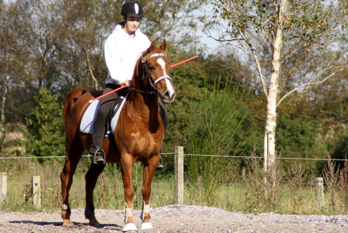 Anden særlig race Forint billede 17