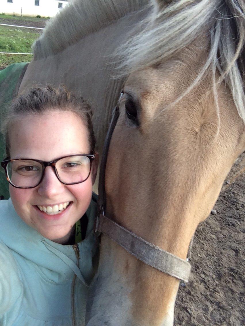 Fjordhest Carlos Sax billede 42