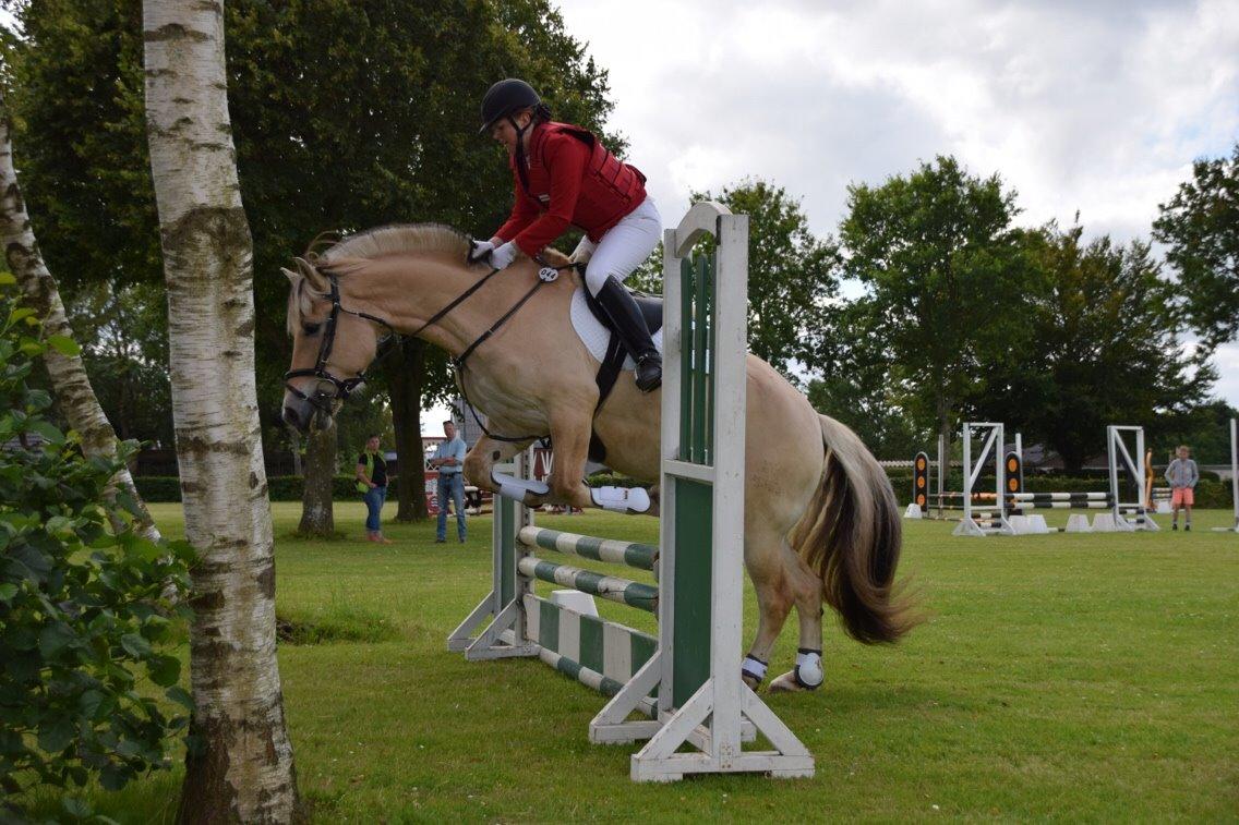 Fjordhest Carlos Sax billede 43