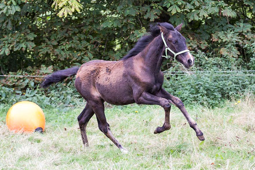 Anden særlig race moon`s knight dancer - foto l.moltzen billede 3