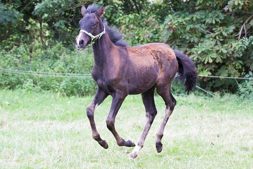 Anden særlig race moon`s knight dancer - foto l.moltzen billede 4