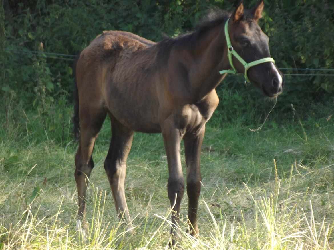 Anden særlig race moon`s knight dancer billede 8