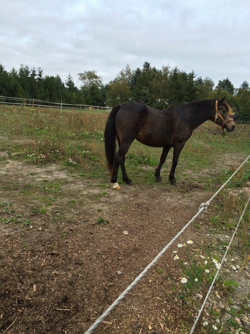 Anden særlig race Lizett billede 3