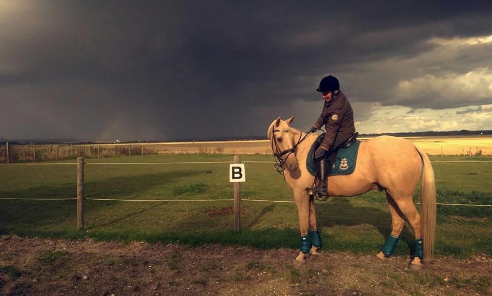 Palomino Golden Fashion billede 1