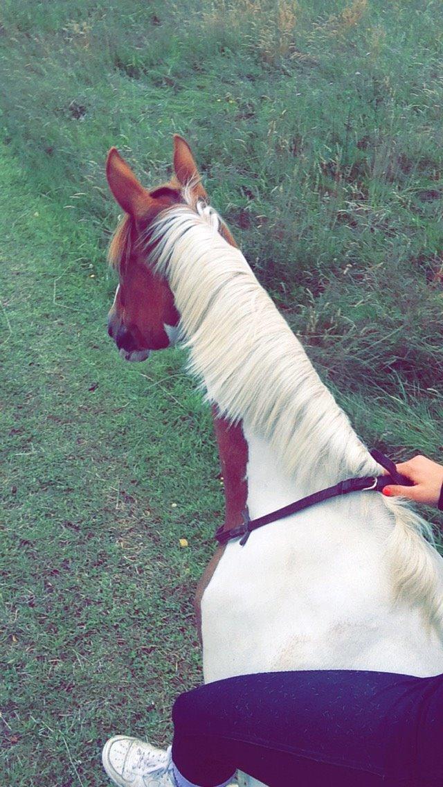 Pinto Lushira Højgård (Lusi) billede 11