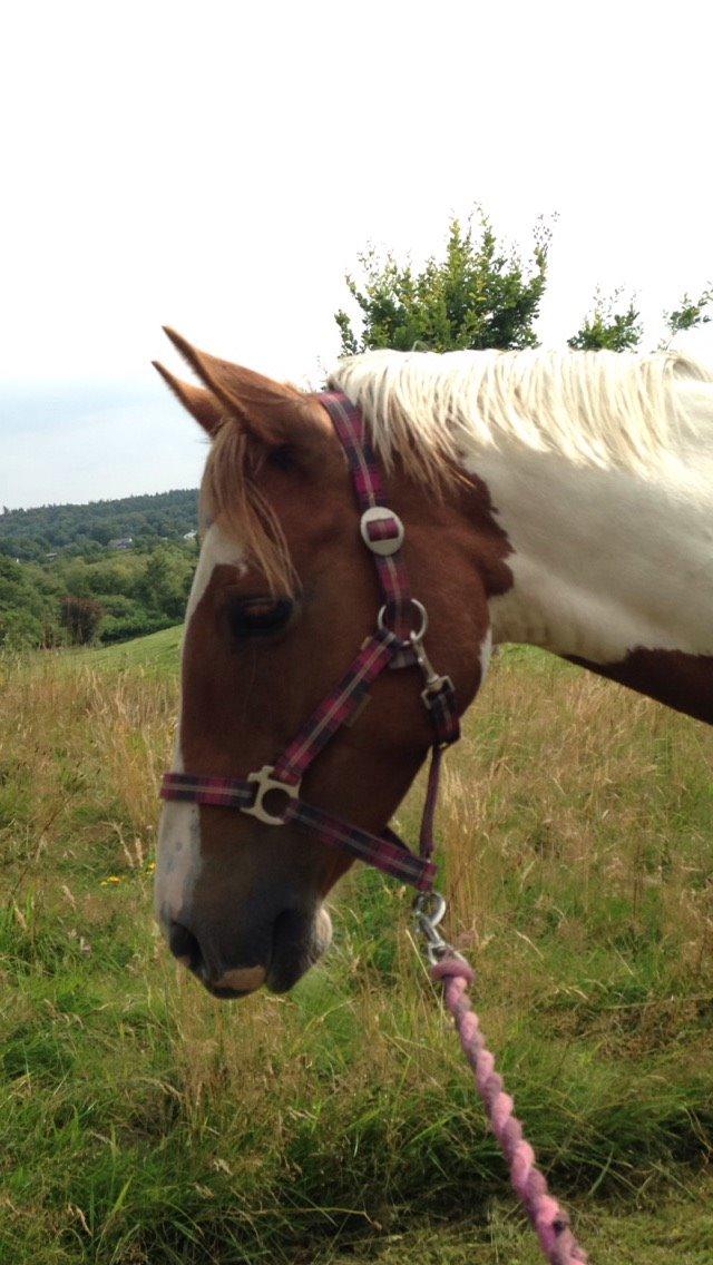 Pinto Lushira Højgård (Lusi) billede 12